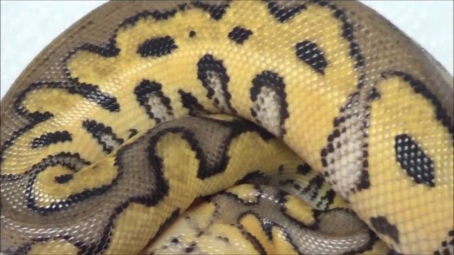 2019 1 Male Pastel Clown het Hypo Ball Python смотреть онлайн
