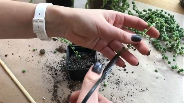 Пересадка крестовника Роули. Senecio Rowleyanus. String of pearls. смотреть онлайн