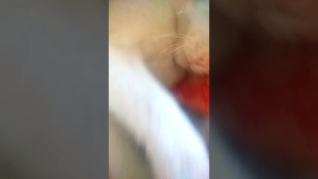 Показываю своих животных разные глаза👁 смотреть онлайн