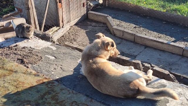 Кошка с собакой...И птички...☺️ смотреть онлайн