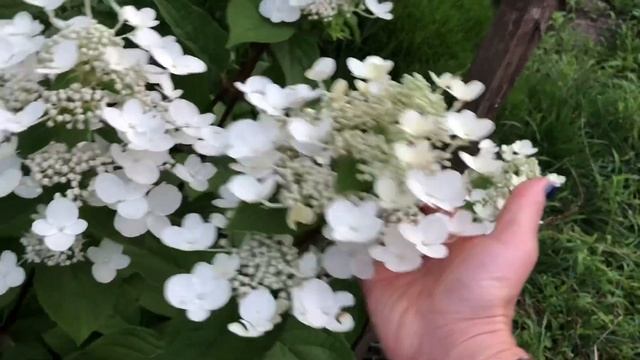 Обзор с весны до осени Гортензия Wim’s Red с сайта @“Флориум” смотреть онлайн