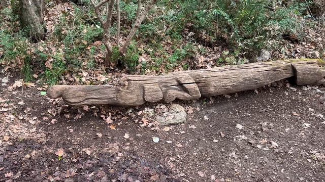 В Крыму почти весна - много подснежников, люди купаются в море. Цветёт миндаль и маргаритки. смотреть онлайн