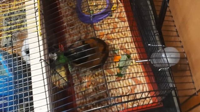 ||Какие веточки можно давать морским свинкам|| можно ли морским свинкам Лопухи||И одуванчики|| смотреть онлайн