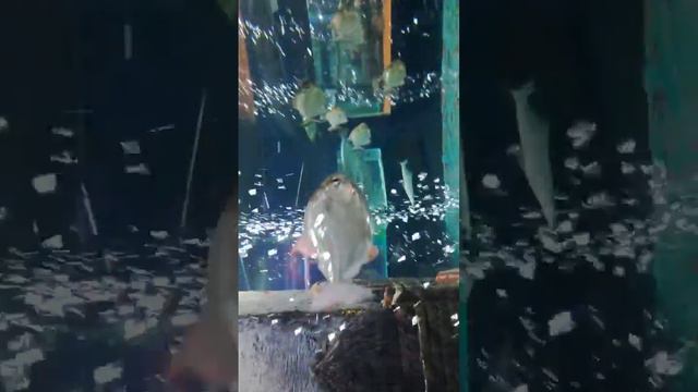 Океанариум в Джубге смотреть онлайн
