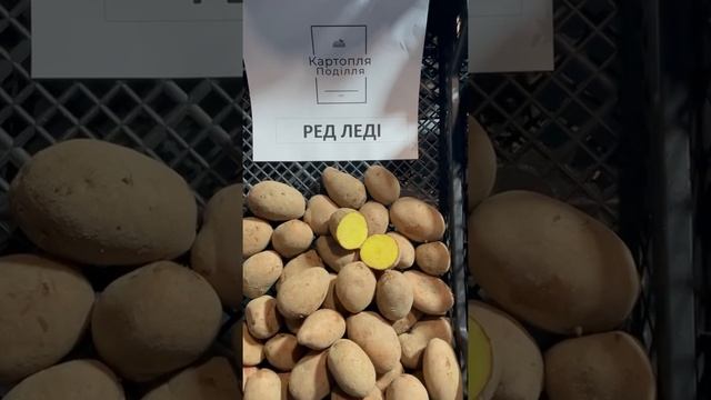 Семенной картофель Ред Леди смотреть онлайн