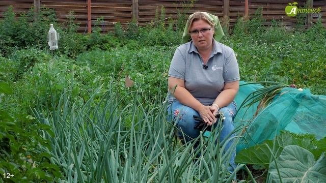 Когда убирать лук с грядки. Сушка лука после уборки смотреть онлайн