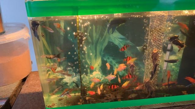 Птичий рынок в Латвии смотреть онлайн