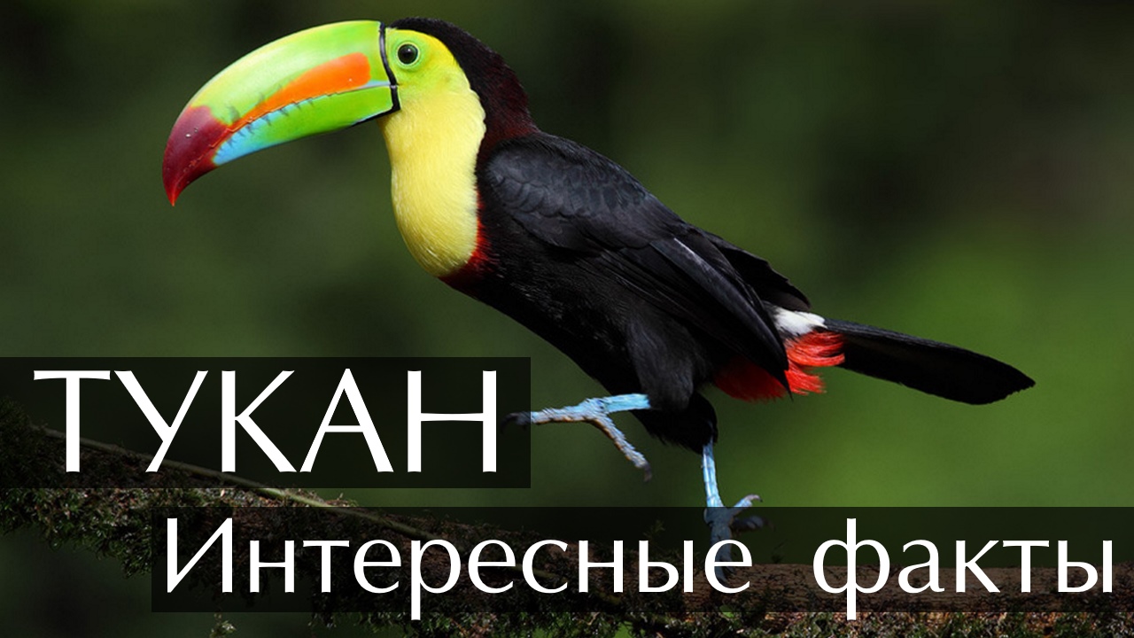Тукан. Интересные факты смотреть онлайн