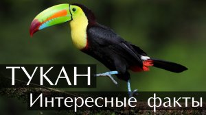 Тукан. Интересные факты