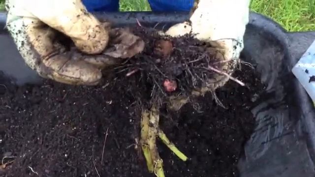 Potato Reveal - Red Norland смотреть онлайн