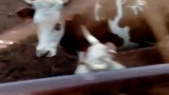 Продажа нетелей живым весом смотреть онлайн