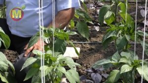 Уход за перцем в теплице во время цветения. Советы профессора Мамедова