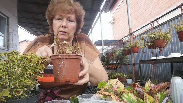 Как сохранить зимой колеусы вегетативные. смотреть онлайн