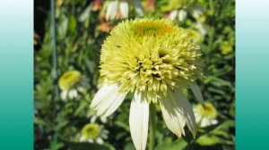 Эхинацея: посадка, уход, размножение