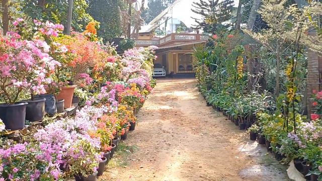 കണ്ടിട്ടു നിർത്താതെ പോകാൻ തോന്നിയില്ല | beautiful bougainvillea garden | buaginvillea plant care ❣️ смотреть онлайн