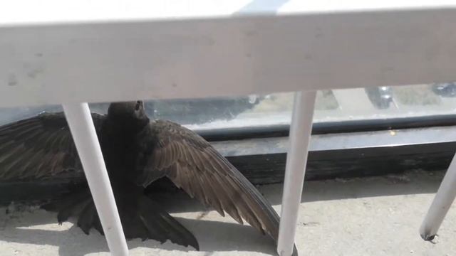 Ко мне на балкон залетел стриж смотреть онлайн