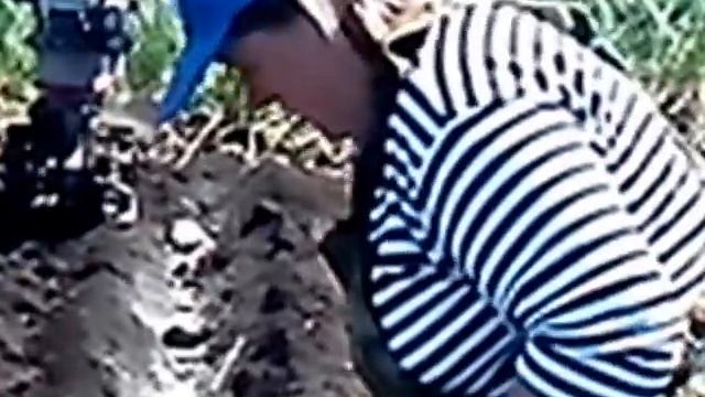 Посадка картофеля с помощью культиватора MTD T-24 смотреть онлайн