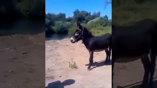 Тупой осел смотреть онлайн