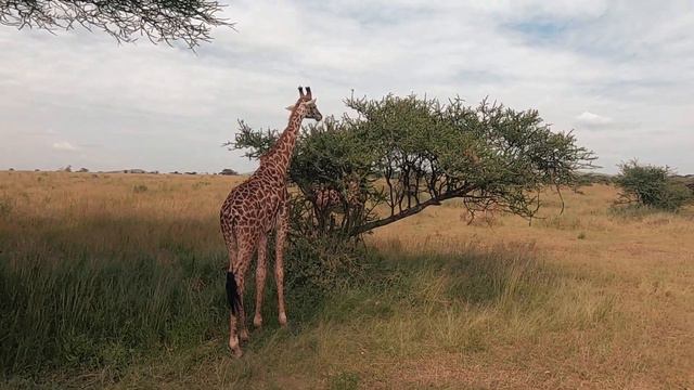 TANZANIA SAFARI | Our first African Safari | Serengeti & Ngorongoro Crater смотреть онлайн