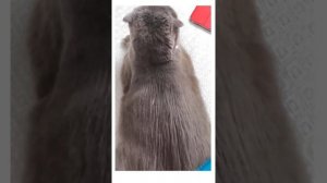 Вычесываем шотландского кота или уход за шерстью