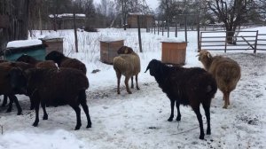 купила эдильбаевских овец