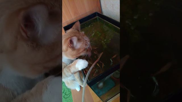 Очень вкусная вода смотреть онлайн