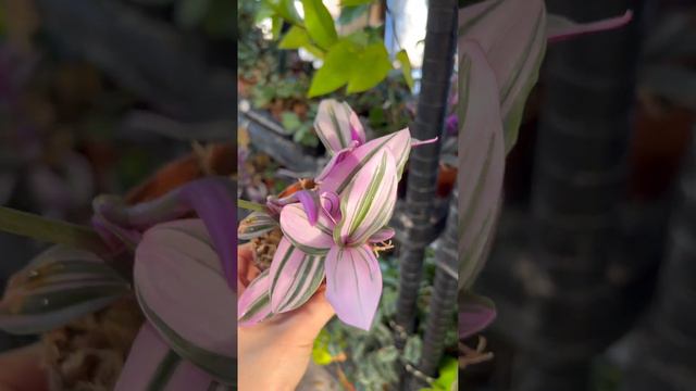 Цветы из нашей оранжереи смотреть онлайн