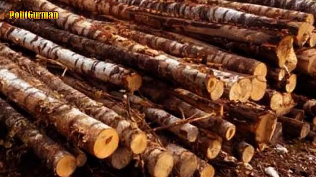 Минприроды ЗАПРЕТИТЬ ЭКСПОРТ ДРЕВЕСИНЫ В КИТАЙ смотреть онлайн