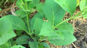 Гортензия крупнолистная Doppio Nuvola