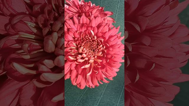 Хризантема крупноцветковая Misty Red 🦋 ан 26 Букет смотреть онлайн