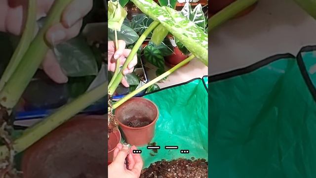 植物開箱~Pℎilodendron 'Jose Buono' 荷西/喬斯布諾蔓綠絨 смотреть онлайн