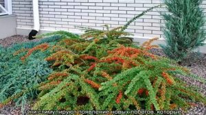 Барбарис Грин Карпет — описание сорта и уход