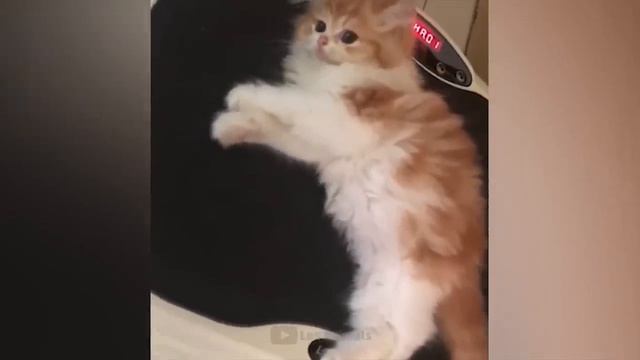 Самые смешные животные!! смотреть онлайн