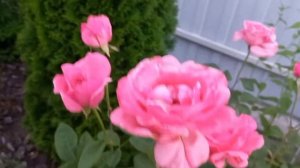 Роза сорта  " Квин Элизабет ". Queen Elizabeth "  rose .