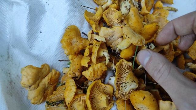 Лисички и Белые грибы в Августе.Грибное лето.Грибы 2023 смотреть онлайн