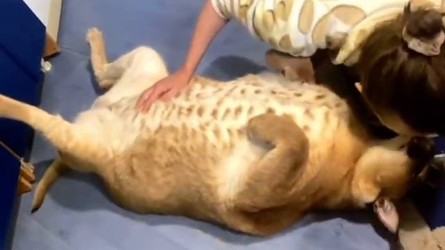 смешной кот чихает смотреть онлайн