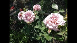 Розы. Первое цветение.  Роза Айс Фо Ю , роза Блю фо ю, роза Коко Локо, роза Гипноз. И мои советы.