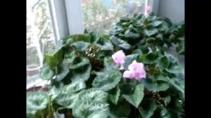 ЦИКЛАМЕНЫ(Сусlamen) Омоложение цикламена