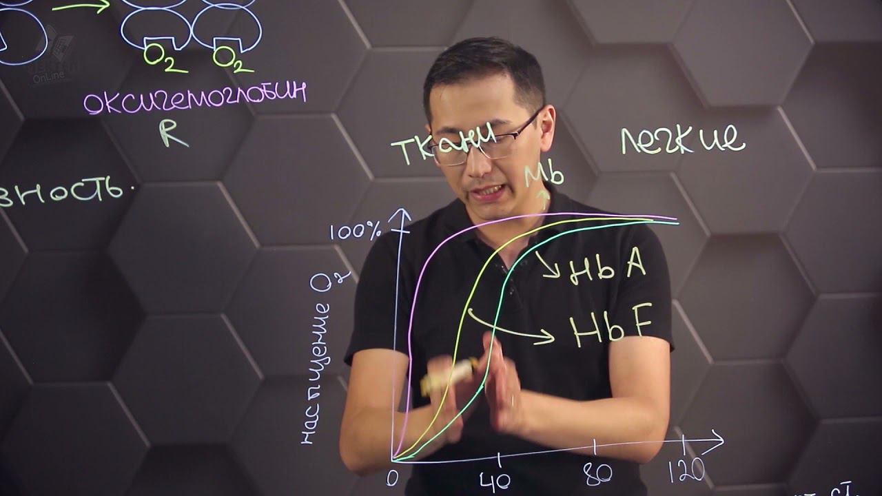 Кривые диссоциации кислорода для гемоглобина и миоглобина у человека. 10 класс. смотреть онлайн