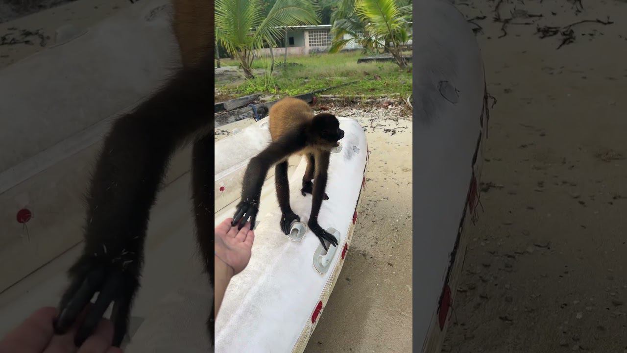 Забираем обезьян на яхту смотреть онлайн