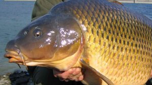 Бюджетная прикормка - пластилин своими руками.