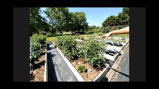 TEMG Friday Focus #4- Shelby County 6.19.20 смотреть онлайн