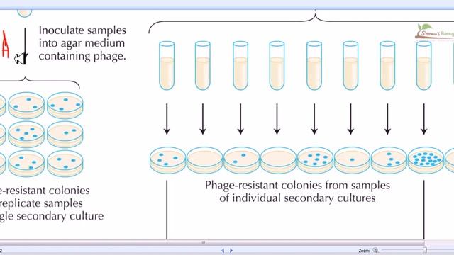 Luria delbruck experiment смотреть онлайн