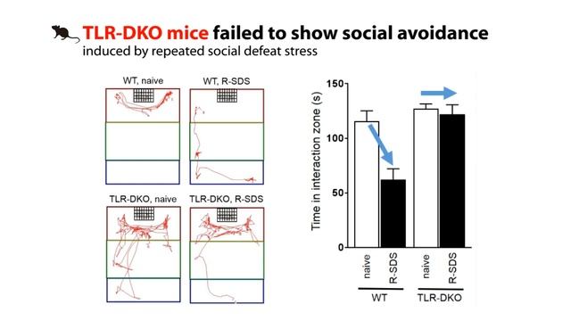 Roles of TLR2/4 in Prefrontal Microglia for Repeated Stress смотреть онлайн