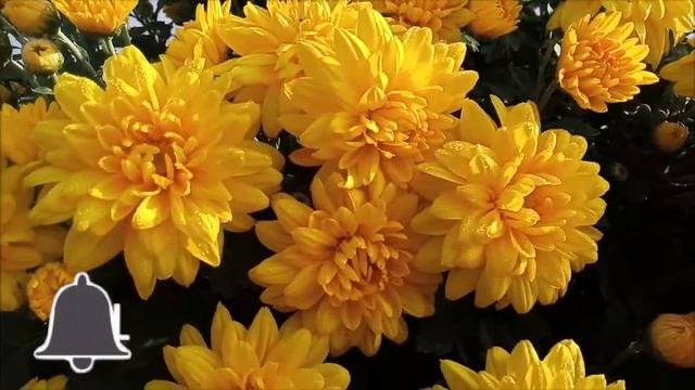 The Different Types of Chrysanthemums смотреть онлайн