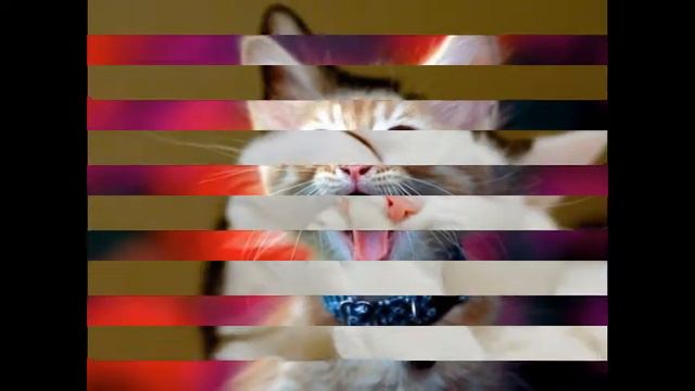 Мимишные котики смотреть онлайн