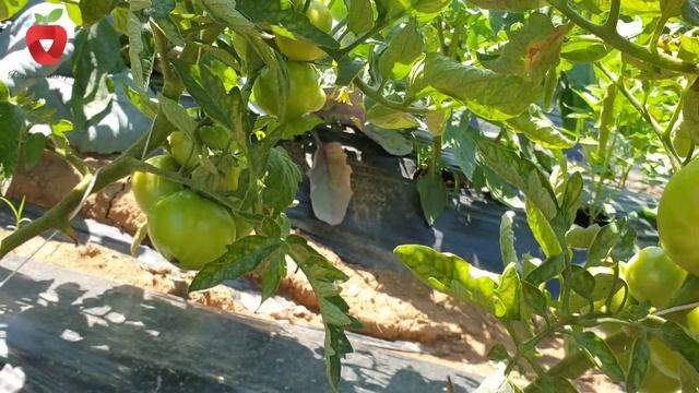 Zašto trune plod paradajza i kako to spriječiti смотреть онлайн