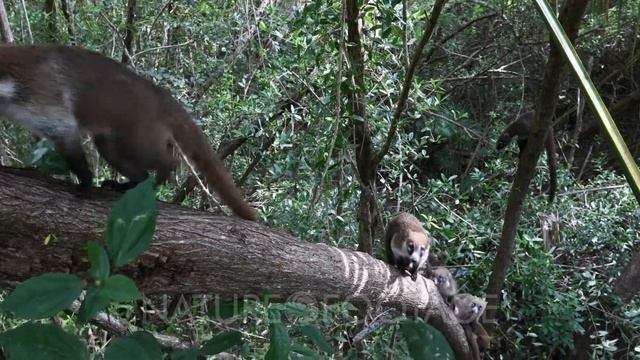 Wildlife Coati family In jungle trees climbing Mexico. The Coati or Coatimundi is wildlife animal.. смотреть онлайн
