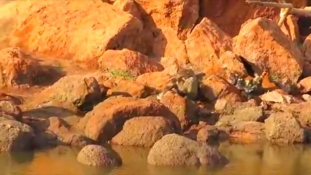 Между Крокодилом и Гиеновидными собаками Клондайк тв смотреть онлайн