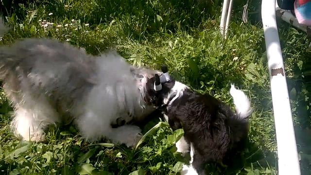 Хохлатая мама и доча играют на даче смотреть онлайн